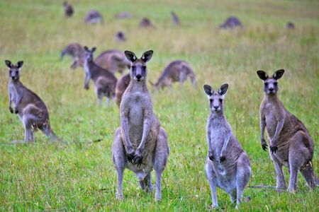 Kangaroo herds dominate Australians ecosystem today, outcompeting other organisms