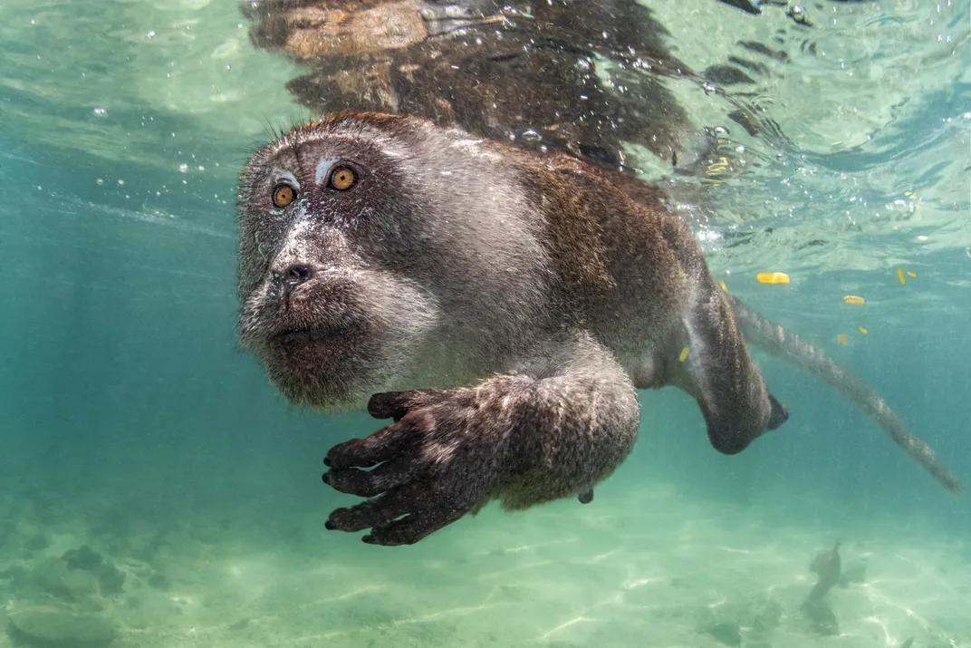 a monkey swims just below the surface of the water, its entire body and head submerged, one arm stretched forward