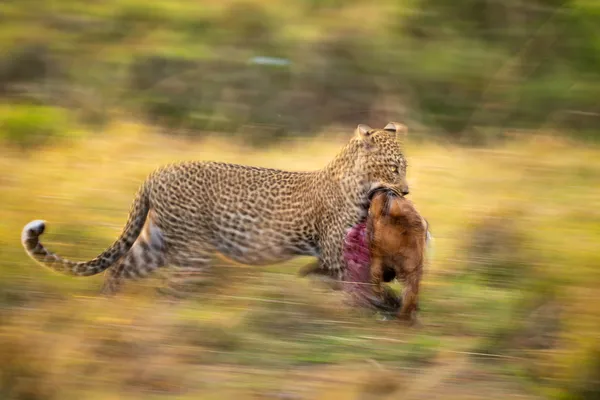 The Silent Passage thumbnail