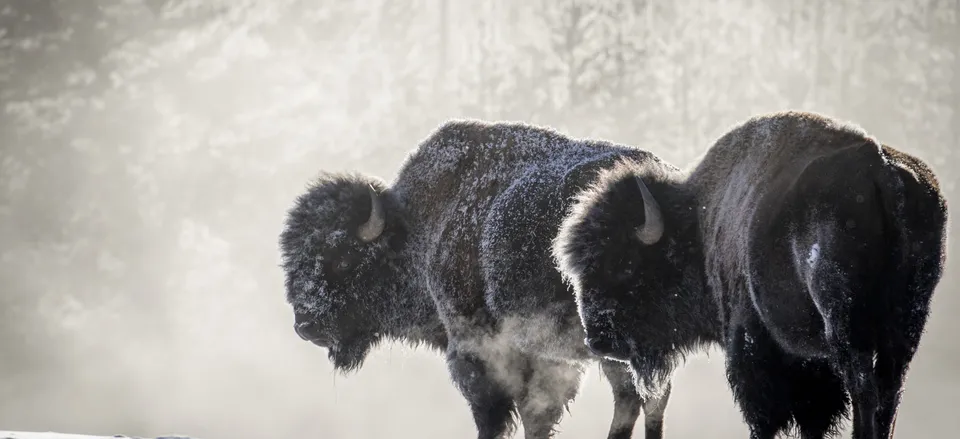  Bison breathing clouds of steam in a cold Yellowstone winter 