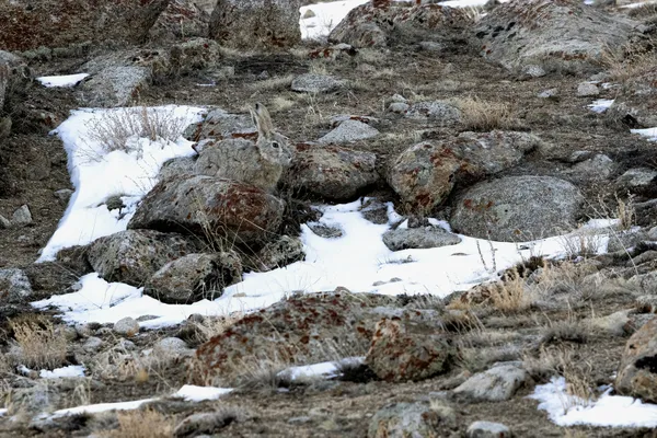 The Rock's Shadow thumbnail