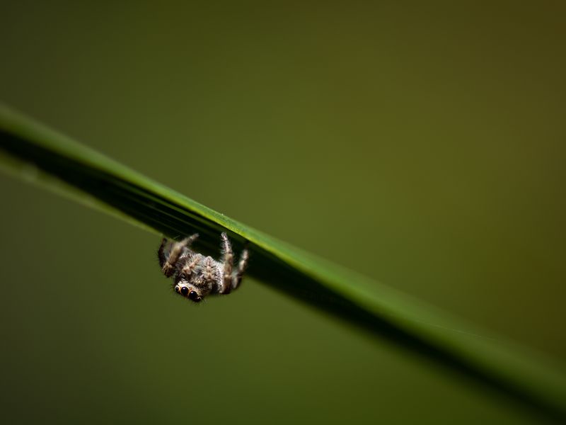 Upside Down Jumping Spider Smithsonian Photo Contest Smithsonian