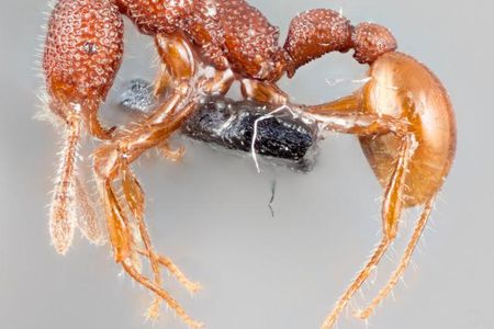 Behold T. Rex the ant