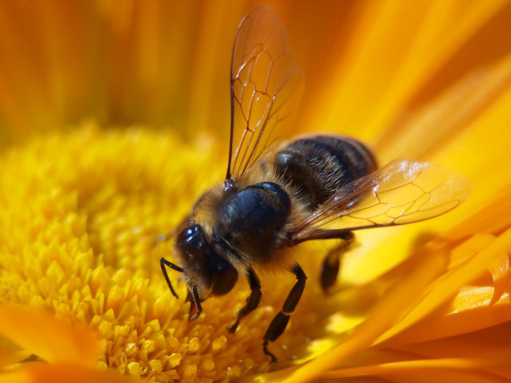 Bee on a yellow flower