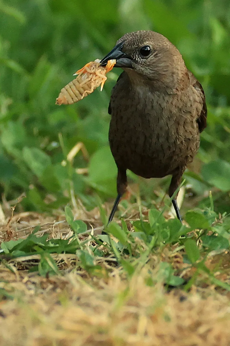 Brown bird with a bug in its beak