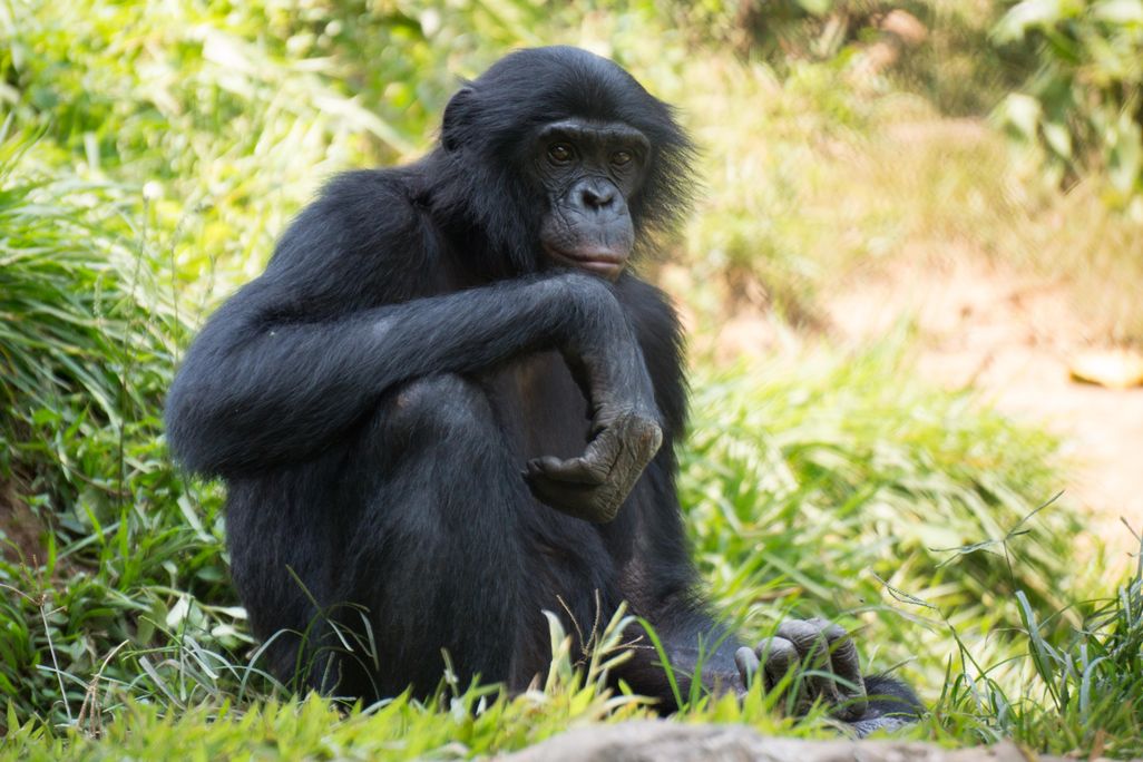 A bonobo is shown sitting in the grass with it's hand resting on their knee