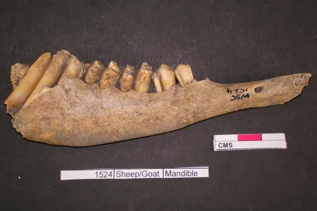 A sheep jaw bone was one of the samples analyzed in the new study.
