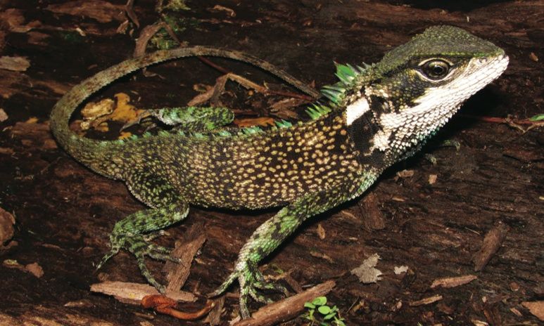 The Rothschild's wood lizard, whose green spikes distinguish it from its peers. (Torres-Carvajal et al.)