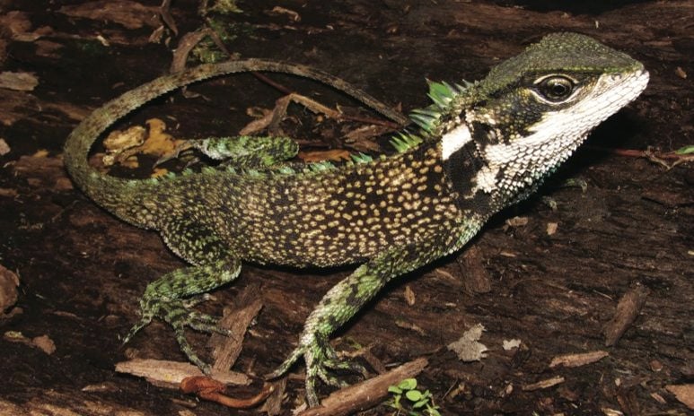 The Rothschild's wood lizard, whose green spikes distinguish it from its peers. (Torres-Carvajal et al.)