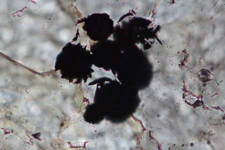 A bit of 3.95 billion-year-old graphite locked in quartz