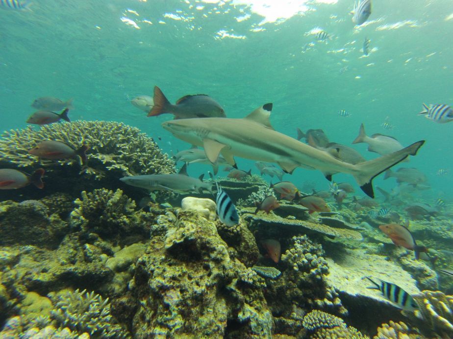 Underwater scene of shark and fish