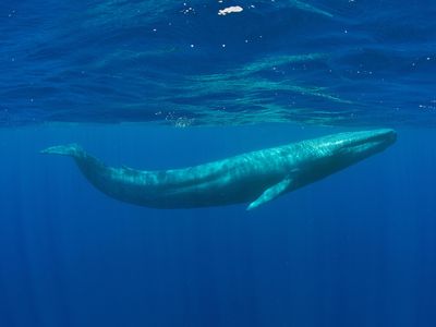 A pygmy blue whale (Balaenoptera musculus brevicauda) crosses the Indian Ocean and passes near Mirissa, Sri Lanka. 