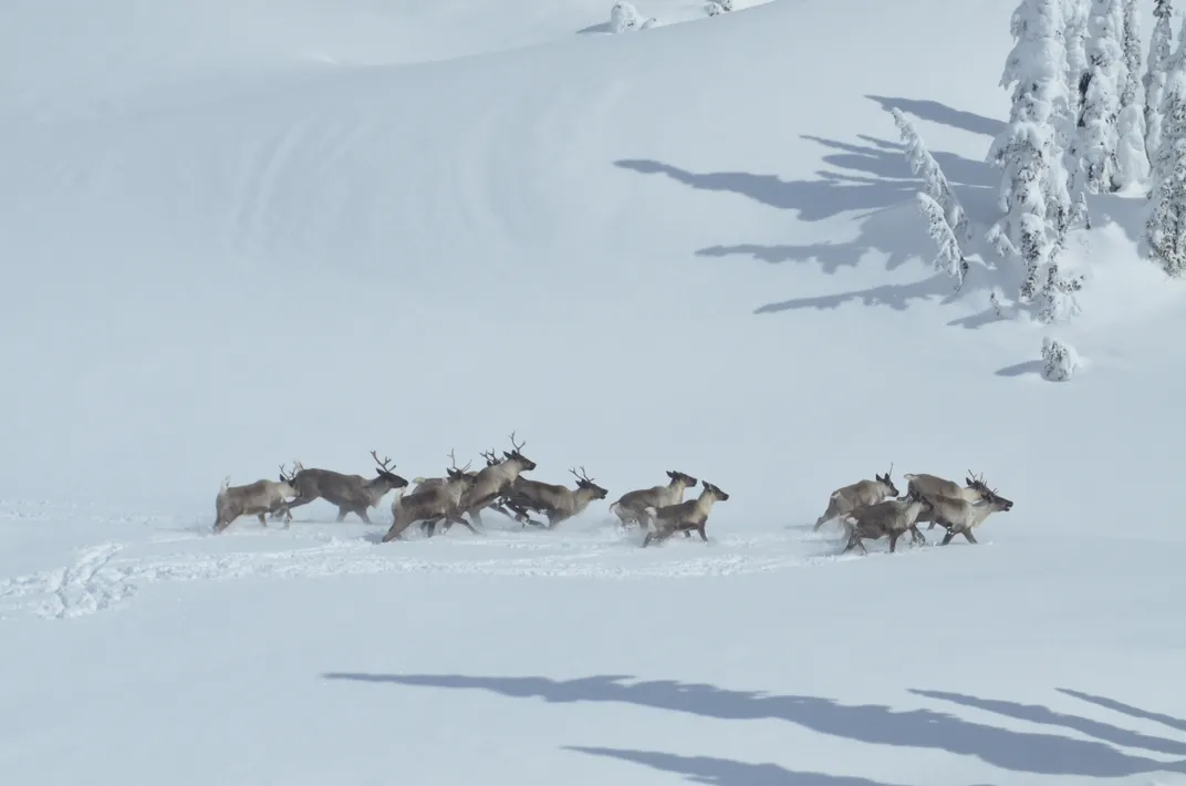 How Killing Moose Can Save Caribou 