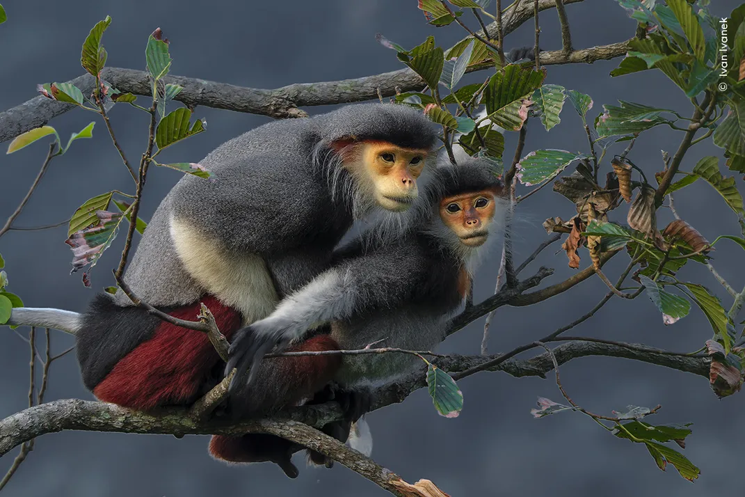 two monkeys with red hind legs and orange faces sit in a tree mating, the front one looking directly into the lens