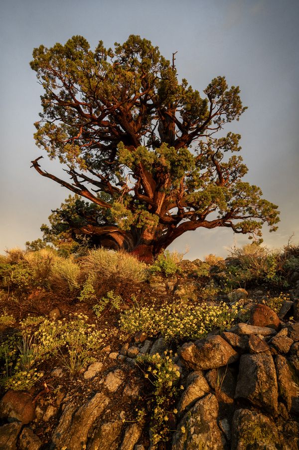 An ancient juniper glows in the setting sun after a storm in the Sierra Nevada thumbnail