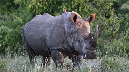A white rhino in Kruger National Park, South Africa