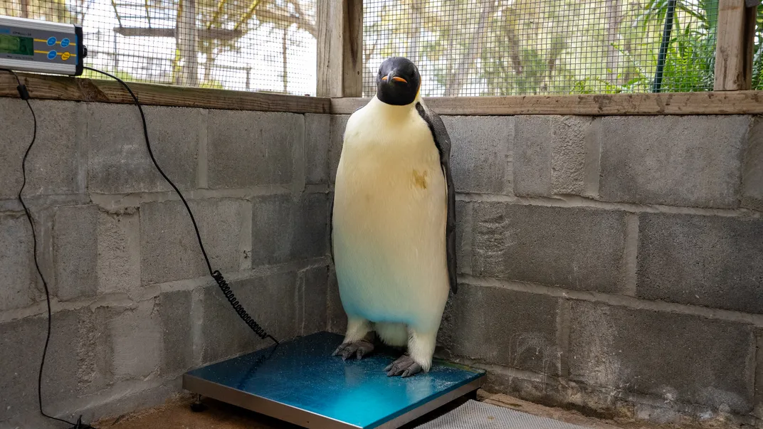 Penguin against a concrete block wall standing on a scale