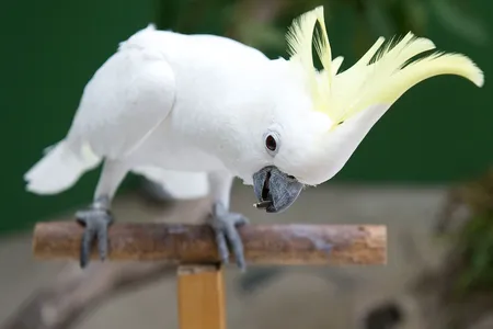A sulphur-crested cockatoo bows down at the Madrid Zoo Aquarium. The birds have been seen dancing to music and opening trash bins to get to food.