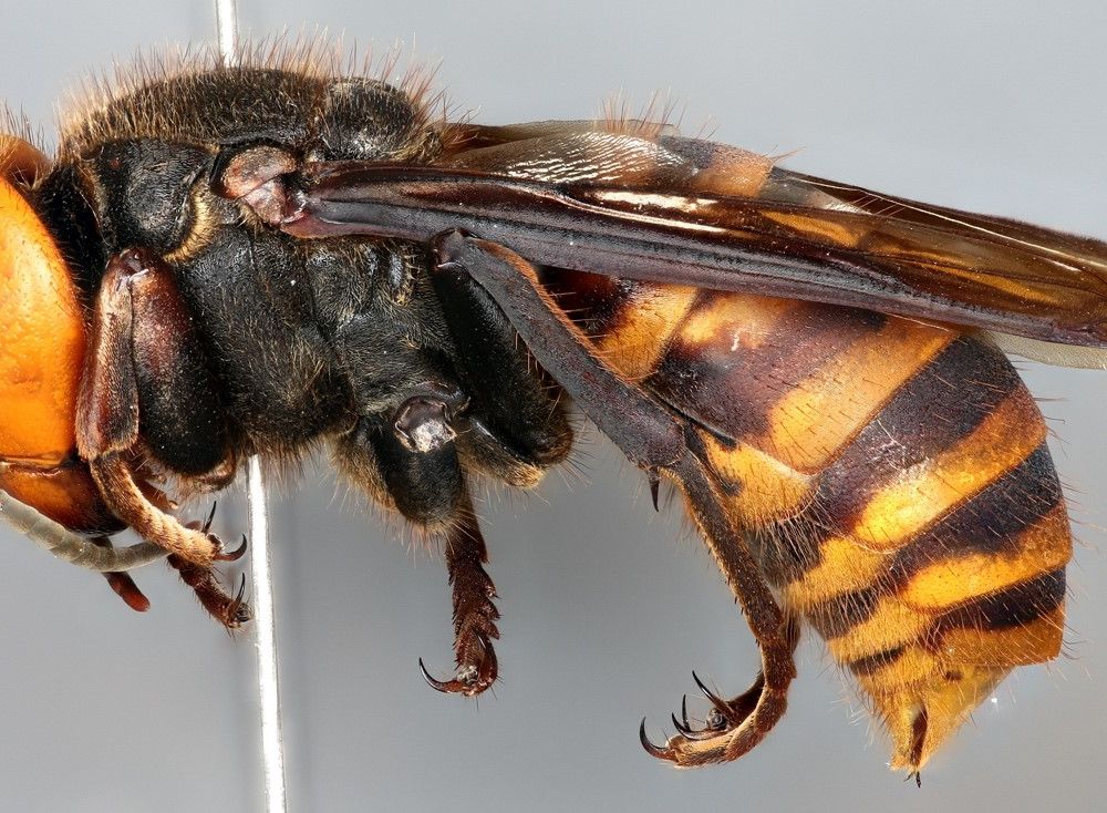 The Asian Giant Hornet, Vespa mandarinia, can grow up to two inches long and is a species not native to North America. The National Insect Collection, co-curated by the Smithsonian National Museum of Natural History and the United States Department of Agriculture (USDA), houses one of the first specimens collected in North America (Michael Gates, USDA).