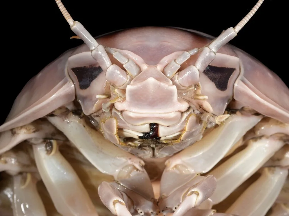 The head of Bathynomus vaderi