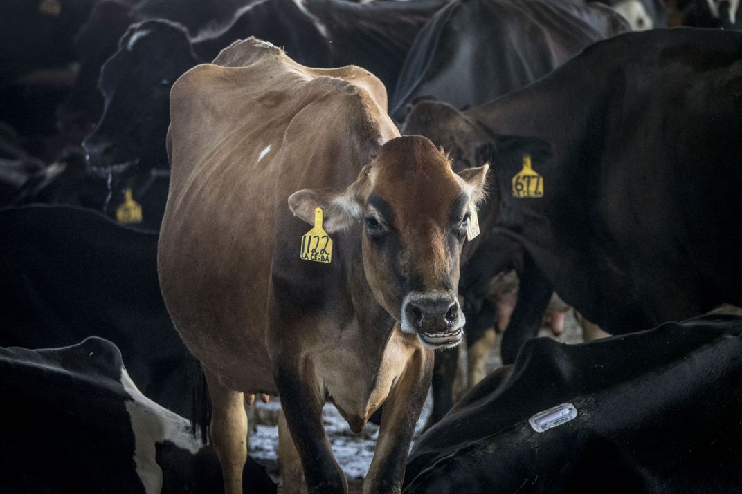 A light brown dairy cow stands amidst a crowd of black dairy cows