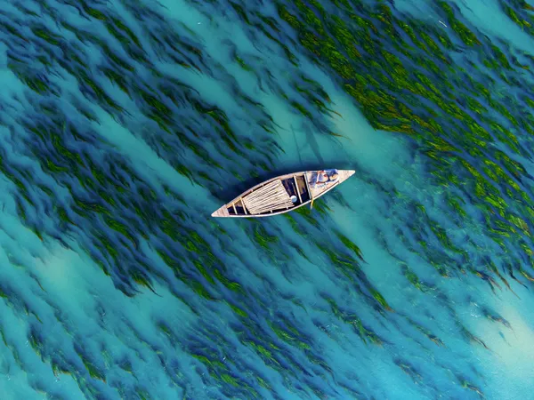 Algae Lines of Survival thumbnail