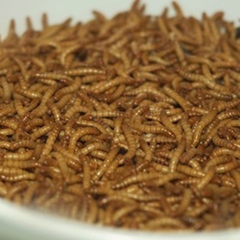 Munching on Mealworms: The Next Meat-Alternative Snack?