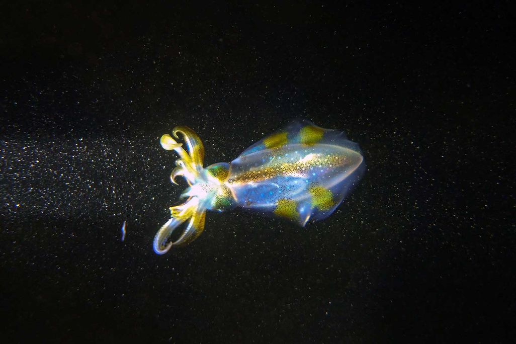 Squid