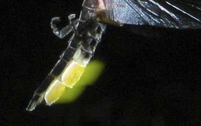 Firefly (Photinus pyralis)