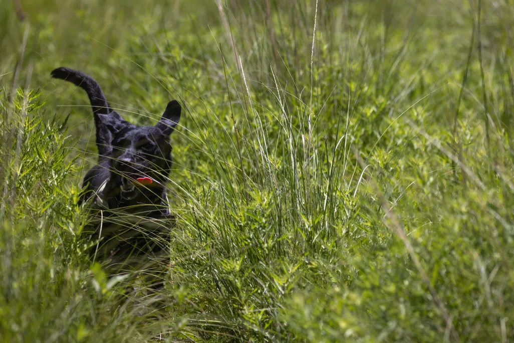 Ecological scent detection dog Circe