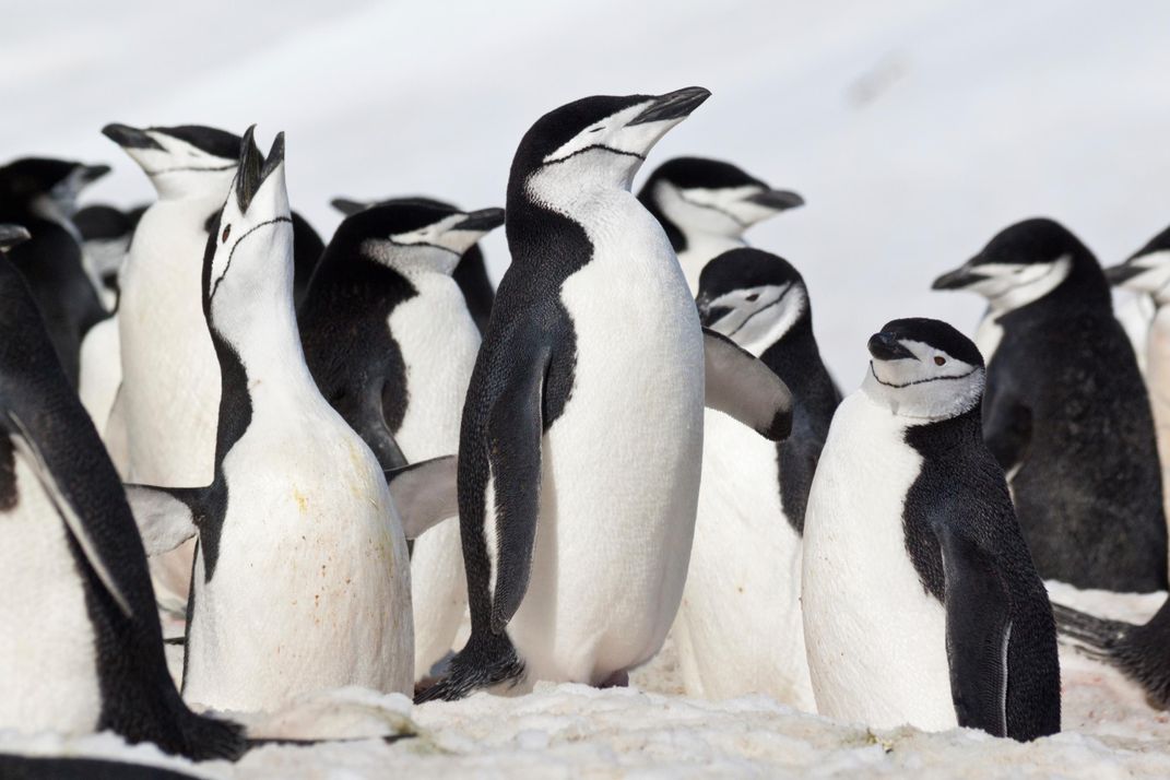 Chinstrap penguins 