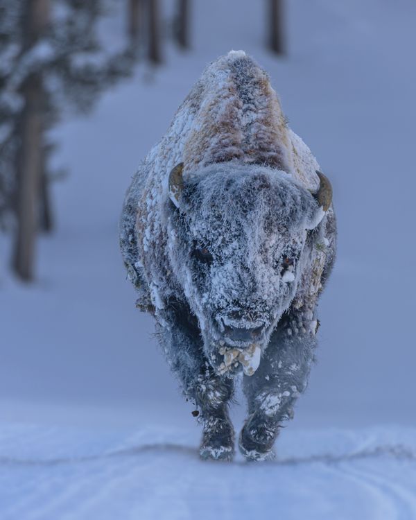 Frosty Bison thumbnail