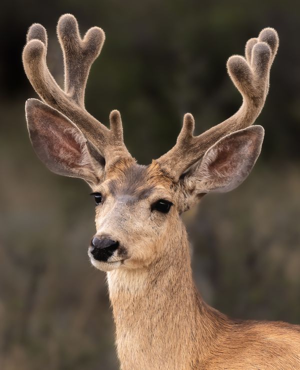 A Young Buck with a New Set of Antlers thumbnail