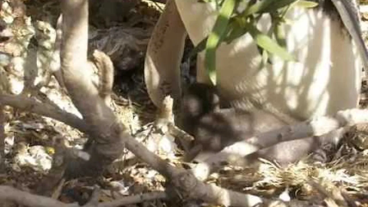 Preview thumbnail for Feeding the Newborn Penguin