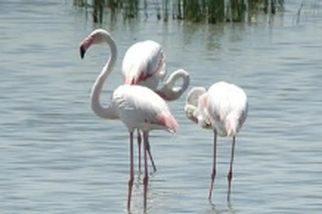 20110520102416526802762_3d7d88570e-218x300.jpg