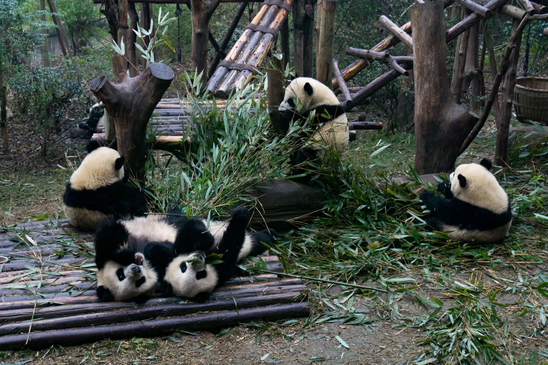 Young pandas eat and play