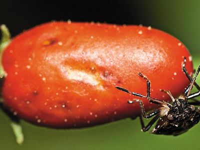 Bug on chili pepper