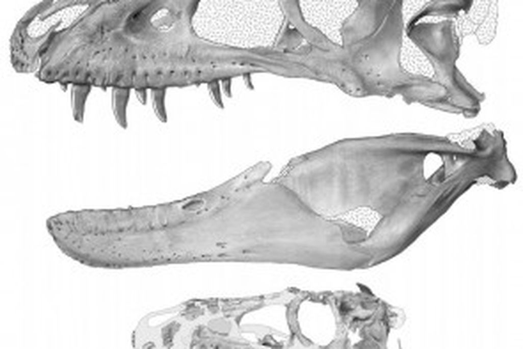 20110520083206new-mexico-tyrannosaur-295x300.jpg