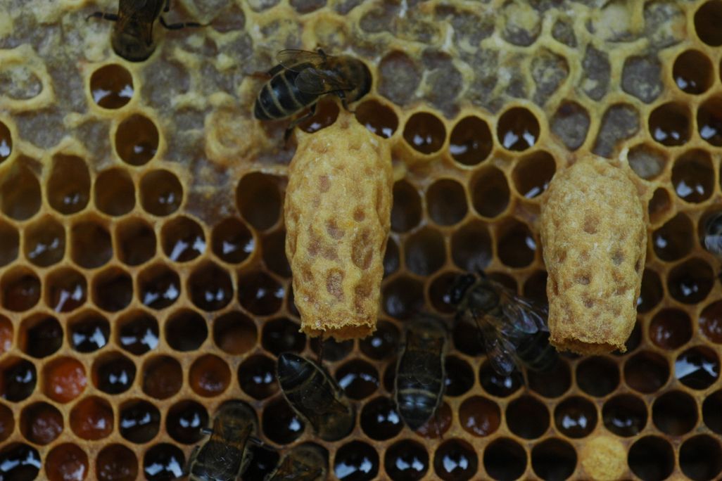 two queen bee cells on a honeycomb