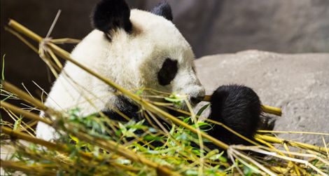 20130910121124panda-470.jpg