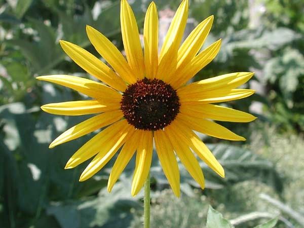 A sunflower in a garden.