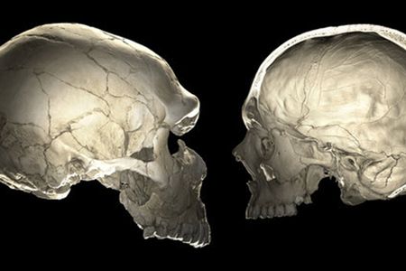 The researchers are quick to point out that their findings don't suggest a link between brain size or shape and behavior, but instead offer an exploration of the genetic evolution of modern brains