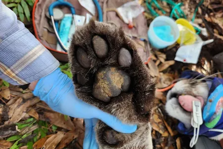 The 166-pound Florida panther is an adult male around ten years old.