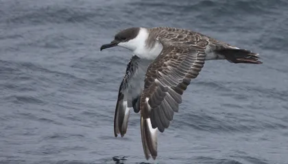 Regulators Look to Protect a Seabird Hotspot in the Middle of the Atlantic Ocean