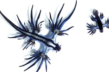 The Glaucus atlanticus sea slug, or blue dragon, feeds on toxins from much larger species.