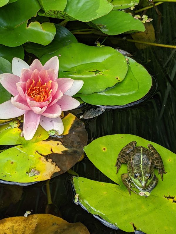 Harmony In The Pond thumbnail