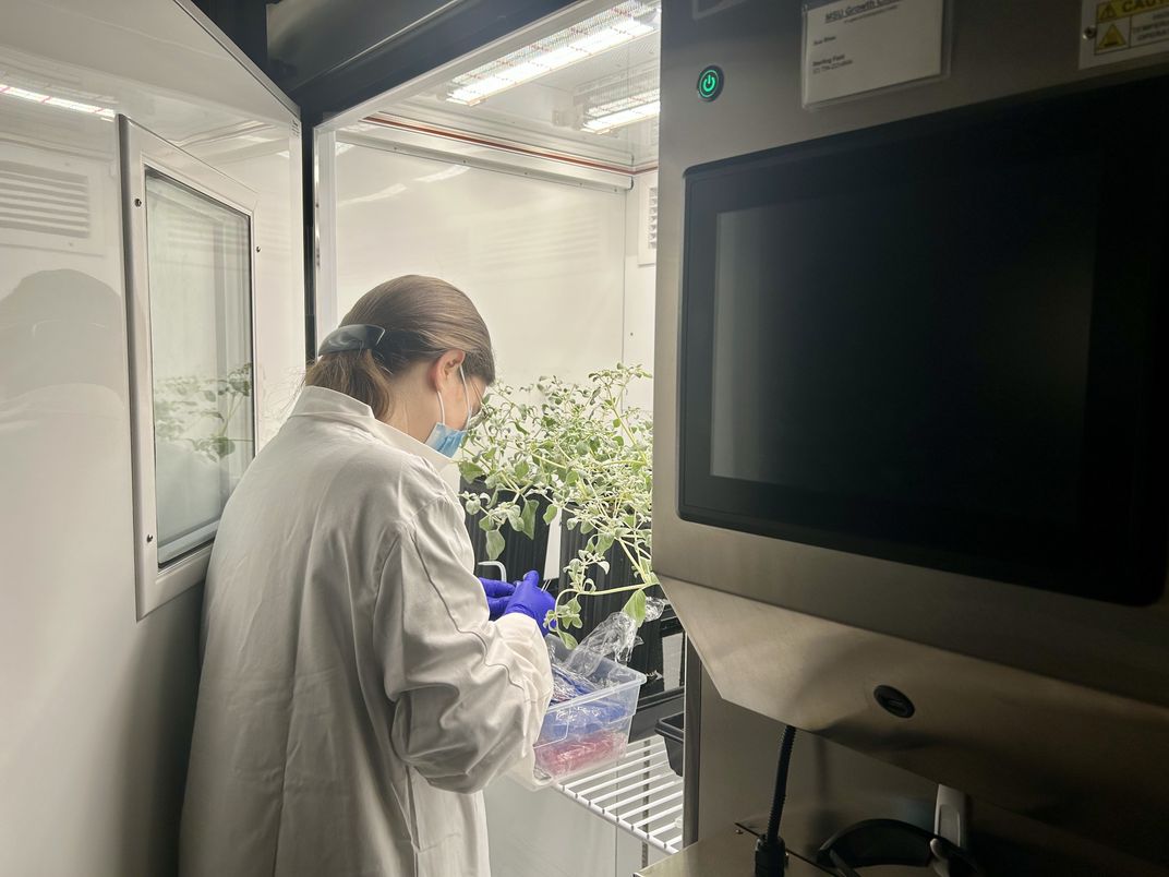 A researcher working with a plant in a lab