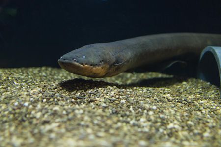 The electric eel is the National Zoo's new main attraction.