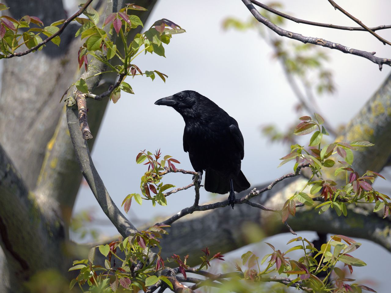 Scientists Suggest a New Layer to Crows' Cognitive Complexity