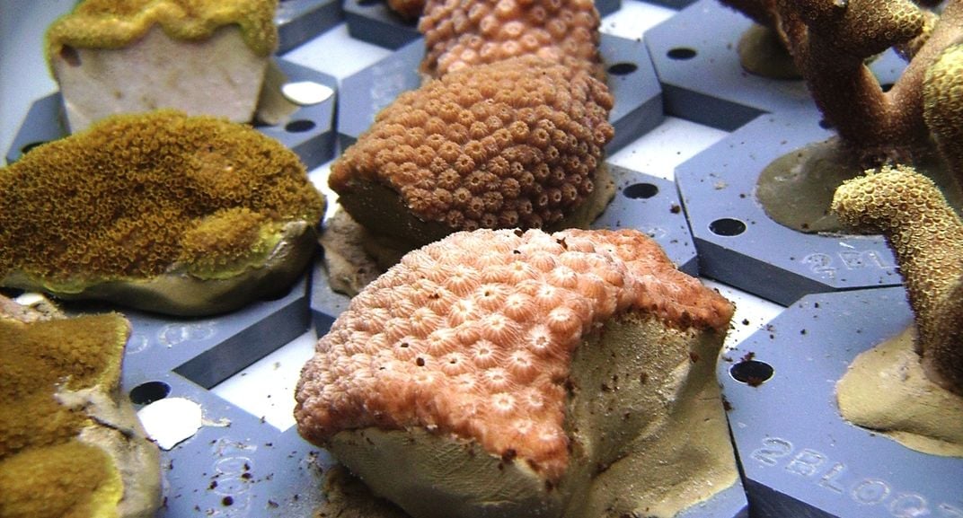 Mustard hill coral (left), boulder coral (center) and finger coral (right) undergoing bleaching experiments. Photo: The Ohio State University